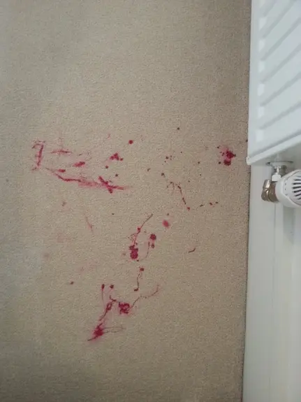 Steam Cleaning Carpets Leamington Spa