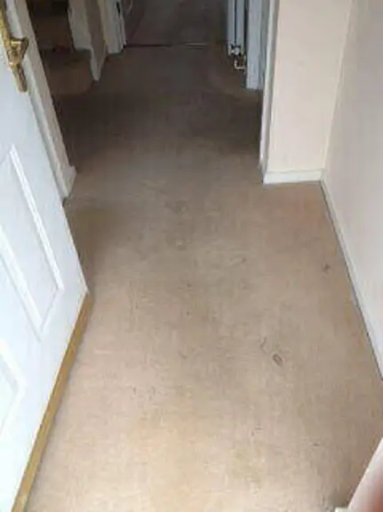 Carpet Cleaner