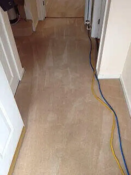 Carpet Cleaner