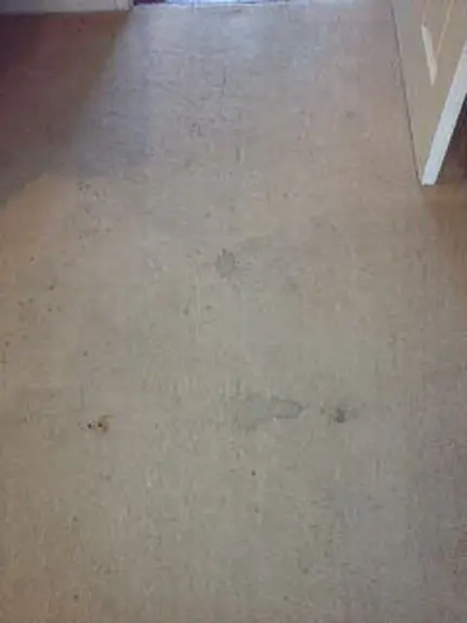 Carpet Cleaner