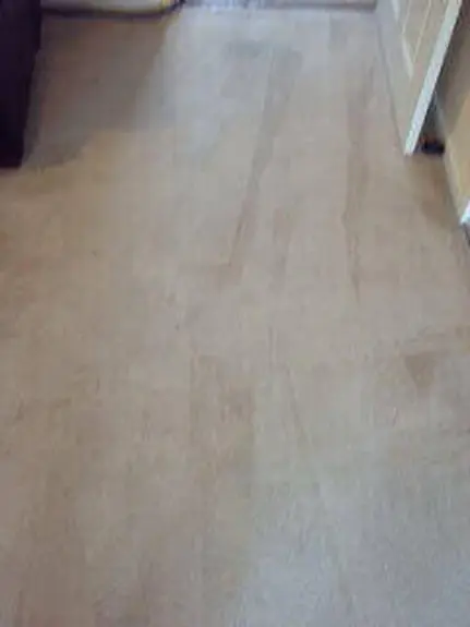 Carpet Cleaner