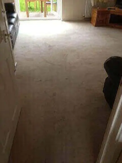 Carpet Cleaner