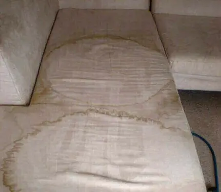 Carpet Cleaner
