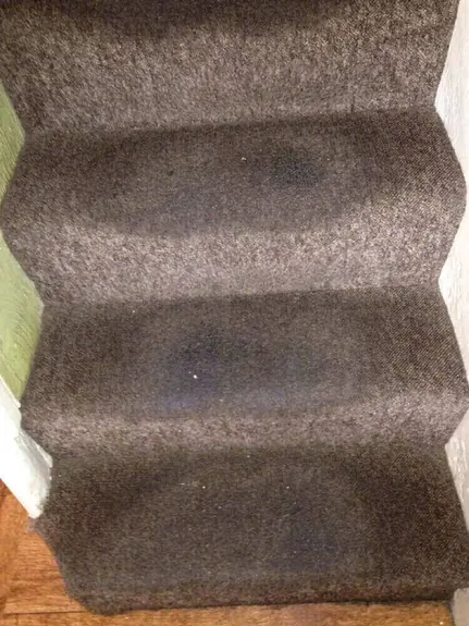 Carpet Cleaner
