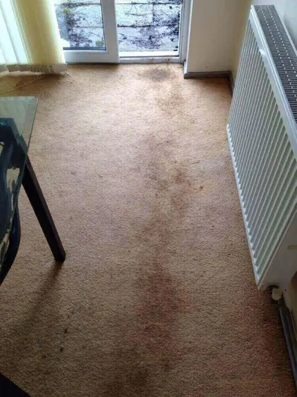 Carpet Cleaner