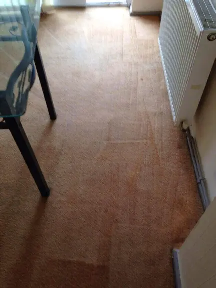 Carpet Cleaner