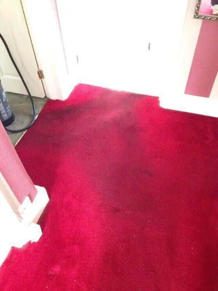 Carpet Cleaner