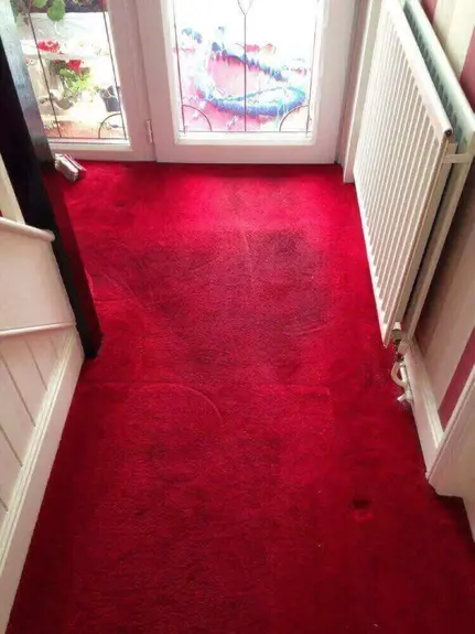 Carpet Cleaner